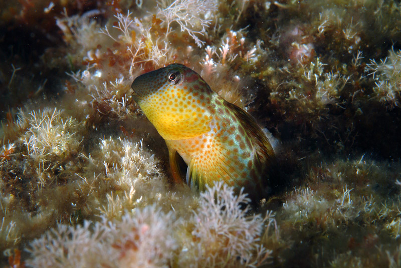 Lipophrys canevae